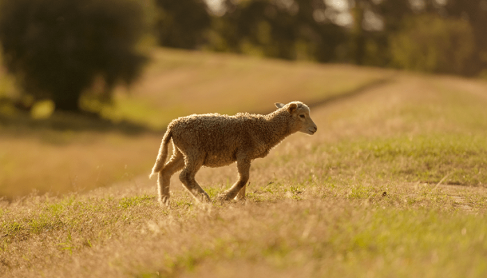 Por: Courtney Doctor © Editora Fiel. Website: EditoraFiel.com.br. Traduzido por Willian Orlandi....